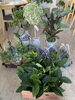 「観葉植物入荷しました」