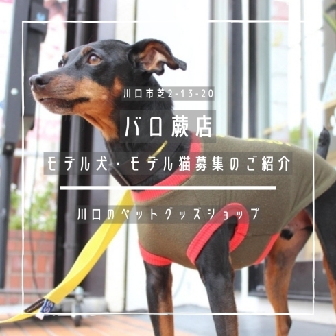 「バロ蕨店【モデル犬・モデル猫募集のご紹介】」