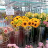 南魚沼の花屋、フローリストたかのです。　夏のおすすめは、ひまわり＆グリーン！