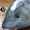 シマアジ入荷致しました
【浜町の海鮮居酒屋 上なり】