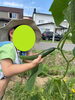 「野菜の収穫🥒【札幌市北区児童デイサービスこぱんはうすさくら札幌太平教室】」