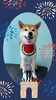「Dog salon mofu mofu　余市町」