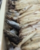 「やっとうなぎの素焼きが終わった🤣🤣✨✨」