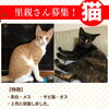 「【西条市】里親募集のお知らせ！」