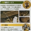 アリ・ハチ駆除の依頼が増えてきています！
