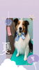 「Dog salon mofu mofu　余市町」
