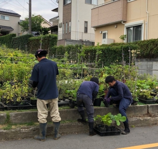 「圃場の様子のご紹介です✨️」