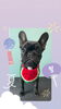 「Dog salon mofu mofu　余市町」
