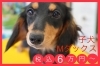 ダックス「子犬のご紹介(^^♪」