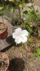 ２年ぶり「木槿の花」