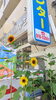 ３輪 順番にひとつずつ 咲きました🌻「明石市大明石町【テスコム明石求人センター】🌻続報」
