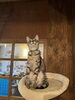 ミイくん「猫部屋のやんちゃなイケメン！　ミイくん」