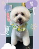 「Dog salon mofu mofu　余市町」