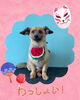 「Dog salon mofu mofu　余市町」