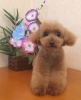 ナナちゃん　トリミングでした「トリミング」