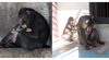 赤ちゃんとエルサ（左）　エルサとマンマル（右）「マンドリルの赤ちゃん誕生！」