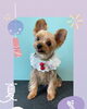 「Dog salon mofu mofu　余市町」