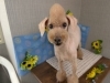 「本日のお客さま♥️トイプードル【大分市中戸次／ドッグサロン／トリミング】」