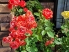 「薔薇で生徒様をお迎え」