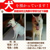 「迷い犬を保護しています【新居浜市立角野中学校付近で保護】」