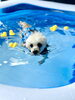 カイくん すいす〜い🏊♂️「ましゅまろプールDAY 🏊♂️」