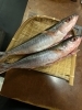 鹿児島県産グルクン(タカサゴ)「本日入荷!鹿児島産グルクン。」