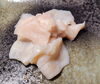 臭みも全くなくコリコリと最高の食感　塩レモンで「【舞鶴市】近江牛みの」