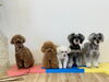 もっぷ♡くま♡チップ♡アン♡マリン「ましゅまろ幼稚園🐾」