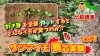 「【誰も知らないので検証します!】光合成の能力差で芋の付きは変わるのか？　遅植え栽培で実験してみました♪ たねのハシモトミヤ」