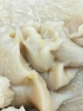 白あんに刻み栗入、やさしい甘さ「栗饅頭のあんこ美味しいですよ」
