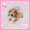「Dog salon mofu mofu　余市町」
