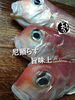 「赤甘鯛入荷致しました
【浜町の海鮮居酒屋 上なり】」