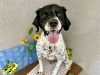 「本日のお客さま♥️ブリタニースパニエル【大分市中戸次／ドッグサロン／トリミング】」