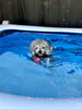 12歳MeMeです🐶まだまだ泳げます🏊♀️「ましゅまろプールDAY🏊♀️」