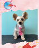 「Dog salon mofu mofu　余市町」