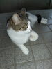 ここがひんやりして、好きなの。「猫は涼しい場所を知っている。「千曲市、坂城町　訪問介護事業所、有料老人ホームなら友悠ネットワーク」」