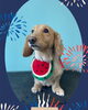 「Dog salon mofu mofu　余市町」