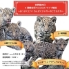 「8月8日は『世界猫の日』😺とべ動物園でイベント開催！」