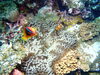 スキューバ最高でした！「【社員旅行！🛩】石垣島に行ってきました！！」