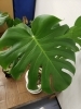 キレイなモンステラ😊「☆姿勢が戻らない理由」