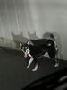 「首輪のついていた中型犬（黒・白色）の目撃情報です。迷い犬かも？【新居浜市篠場町】」