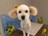 「本日のお客さま♥️ミックス犬【大分市中戸次／ドッグサロン／トリミング】」