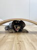 アンちゃん　オヤツ⤴︎オヤツ⤴︎😋「ましゅまろ幼稚園🐾パート２」