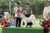 サモエド 咲茉ちゃん「サモエド 咲茉(エマ)ちゃん JKCベストベビーインショー3rd 1年後ママ予定【⠀札幌市 北区 catbeard キャトビヤード】」