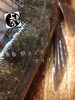 「マゴチ入荷致しました
【浜町の海鮮居酒屋 上なり】」