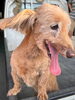 「【無事再会！】西条市中野（加茂川沿い）で保護されていた迷い犬は飼い主さんと再会できました！」