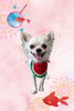「Dog salon mofu mofu　余市町」