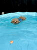にこくん。狙うはニモ🐠「ましゅまろプール🏊‍♂️」