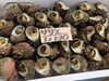 「岩牡蠣入荷致しました」