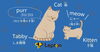 猫に関する英語「動物に関する英語シリーズ〜猫好き？〜⭐️出雲市で英語教室をお探しならドリーム塾へ⭐️」
